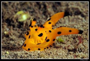 nudi ...1 by Dray Van Beeck 